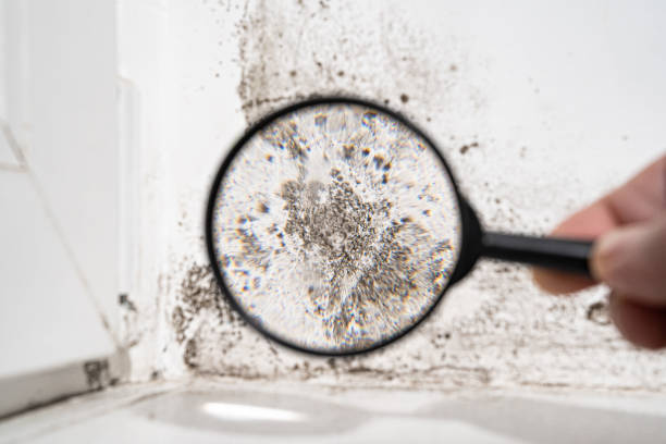 Environmental Consulting for Mold Prevention